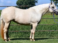 母马, Quarter Horse — 照片 7