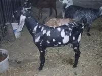 Oğlak, Beetal goats — foto 3