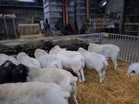 Ram, Dorper sheep — photo 3
