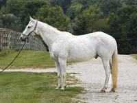 Horse (M), National Show Horse — photo 2