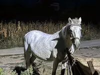 Égua, Cavalos — foto 2