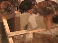 Chickens — फ़ोटो 4