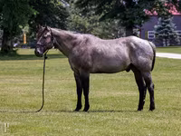 Horse (M), Quarter Horse — photo 1