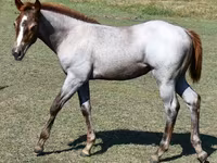 母马, Quarter Horse — 照片 8