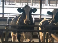 Kuh, Yaroslavl cattle — Foto 8