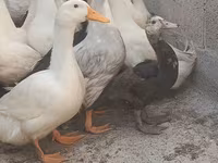 Canard musqué domestique — photo 4