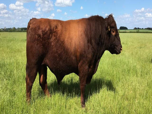 Lincoln Red cattle