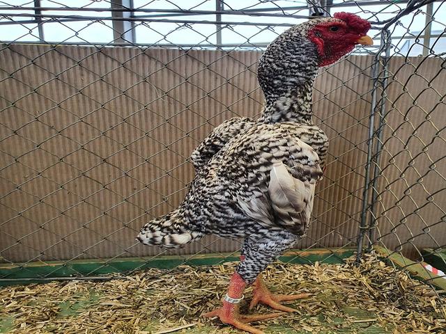 ไก่ชาโม