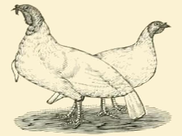 ホワイト・ホランド