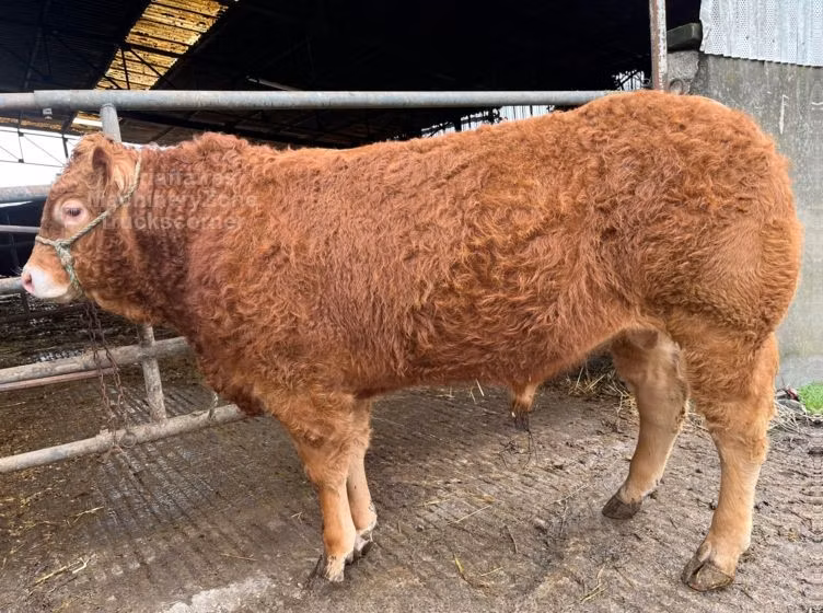 Limousin-Kuh