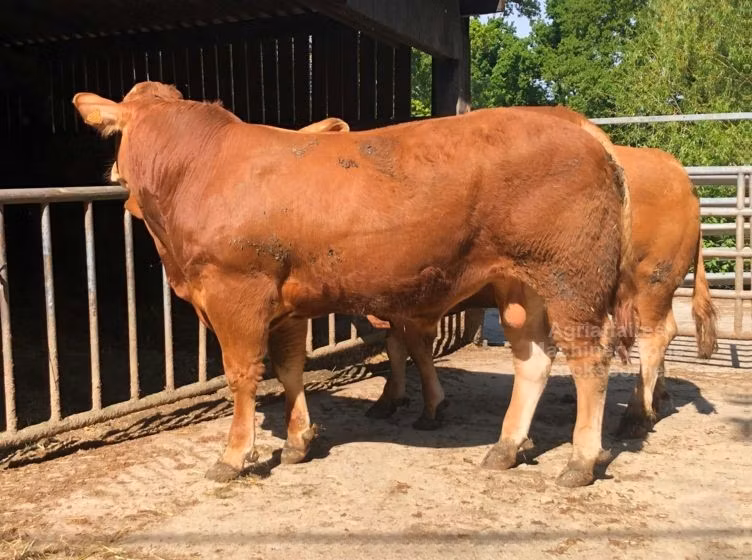 Limousin-Kuh
