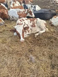 Ukrainian Red Pied Dairy cattle