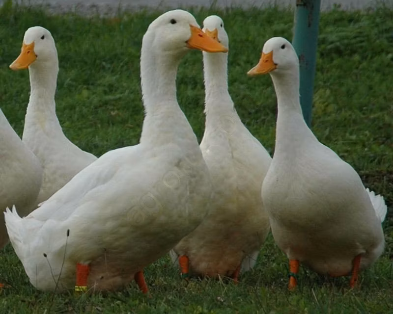 Amerykański Pekin