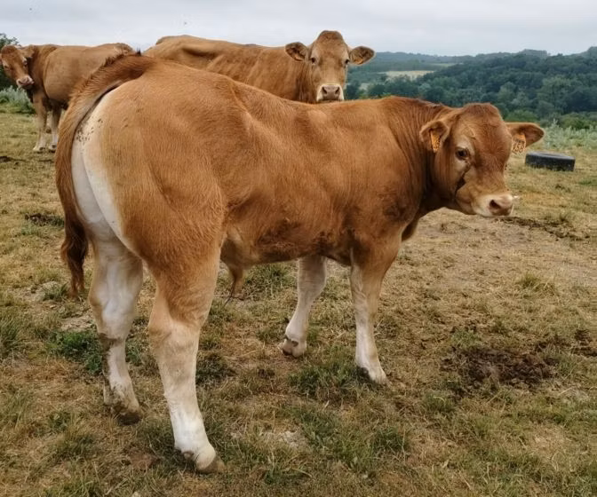 Limousin-Kuh