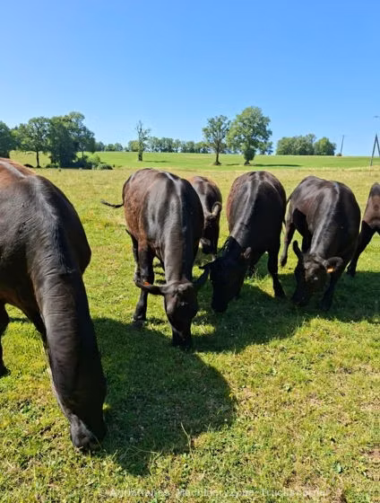 Aberdeen Angus