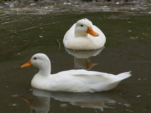 کال